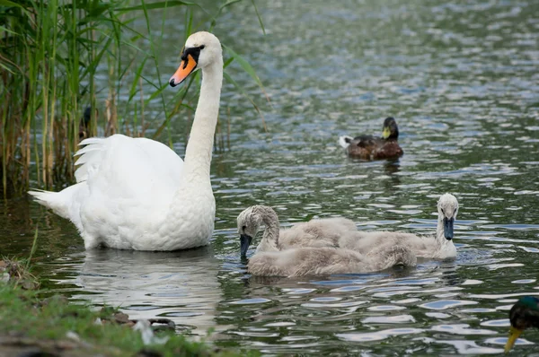 Swan and chicks. — Stock Photo, Image