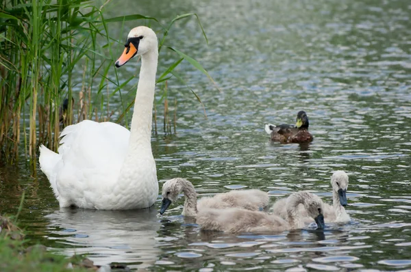 Cisne com pintos e um pato na água . — Fotografia de Stock