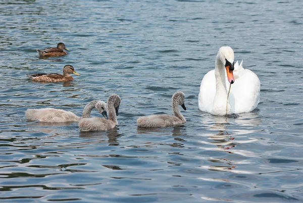 Schwan mit Küken und einer Ente. — Stockfoto