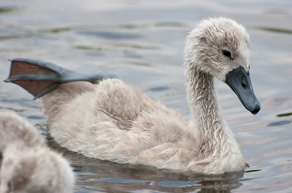 Chicks swan. — Stock Photo, Image