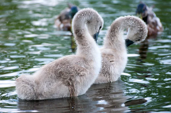 Chicks swan. — Stock Photo, Image