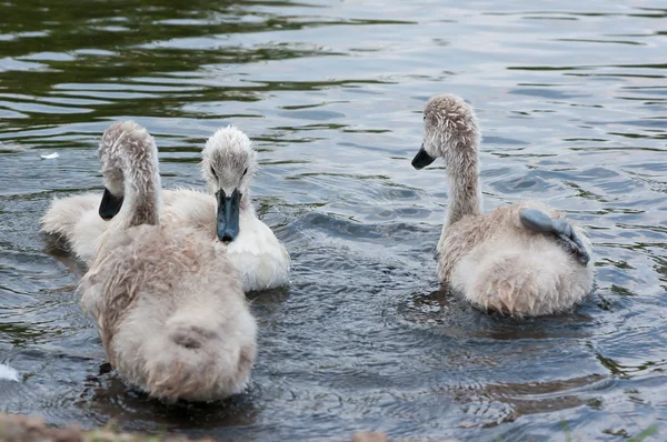 Mláďata labuť. — Stock fotografie