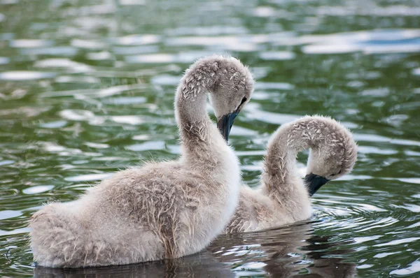 Chicks swan. — Stock Photo, Image