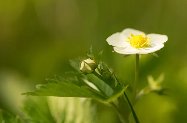 Blooming flowers strawberries — Stock Photo, Image