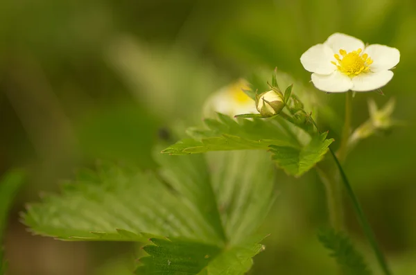 Blooming flowers strawberries — Stock Photo, Image