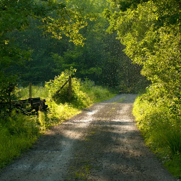 La strada nel bosco. — Foto Stock