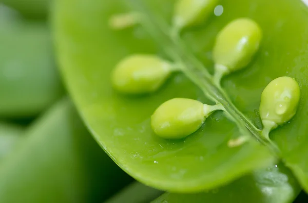 Sugar snap peans — Stock Photo, Image