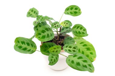 Maranta luconeura Kerchoveana evlerimizde yetiştirebileceğimiz güzel bir sarmaşıktır. Yapraklarda çok güzel bir desen var.. 