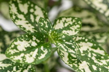 Renkli uykusuz kuş (HYPOESTES PHYLLOSTACHYA) beyaz bir tencerede. Yapraklı süs bitkisi. HİŞİRİSLER PHYLLOSTACHYA beyaz çeşitliliği.