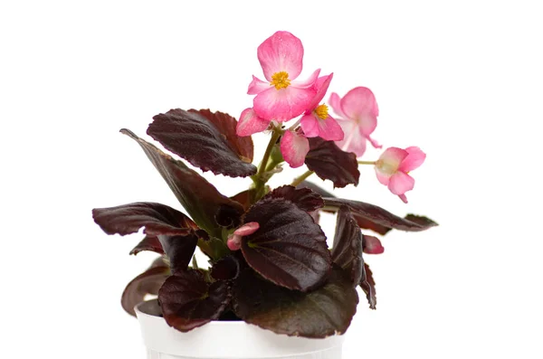 Begonia Szemperflorens Kultorum Sötétbarna Levelekkel Rózsaszín Virágokkal Fehér Alapon — Stock Fotó