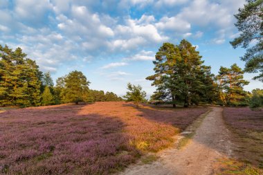 Heather Fields Misselhorn Heath, Suedheide Doğa Parkı 'nda.