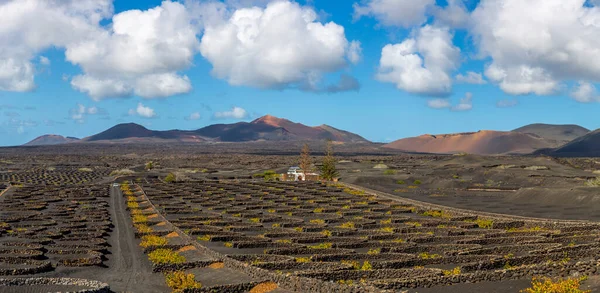 Panorama of volcanic vineyards and Timanfaya National Park, Spain — Fotografia de Stock