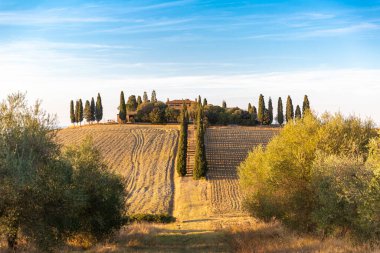 Tuscan landscape with cypress trees, famous from the movie Gladiator, Italy