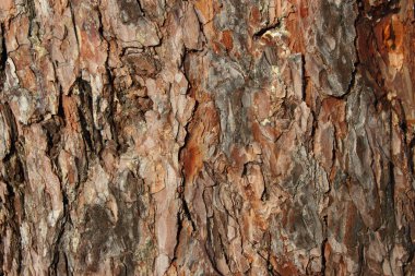 arka plan ağaç kabuğu