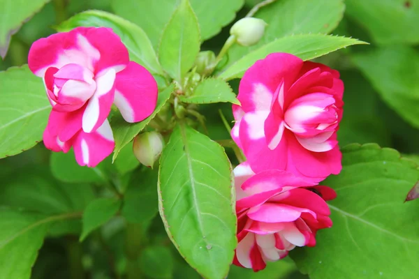 Pink flowers — Stock Photo, Image