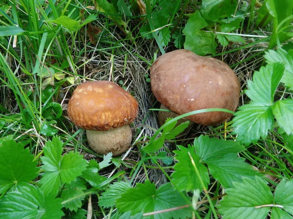 Porcini. — Fotografia de Stock