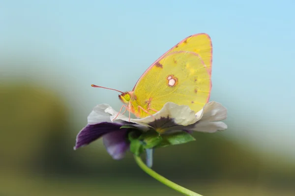 Żółty motyl — Zdjęcie stockowe