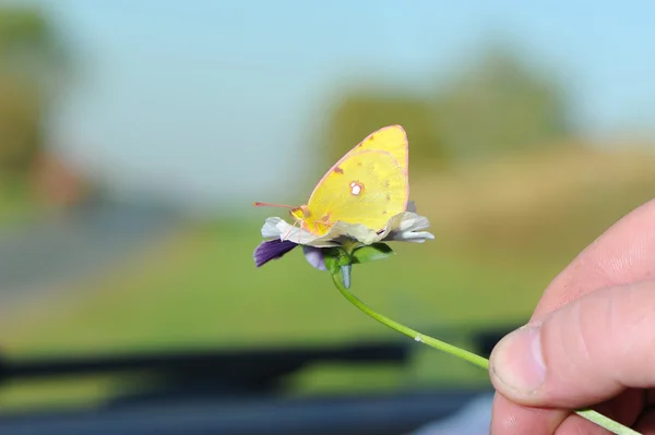 Papillon jaune — Photo