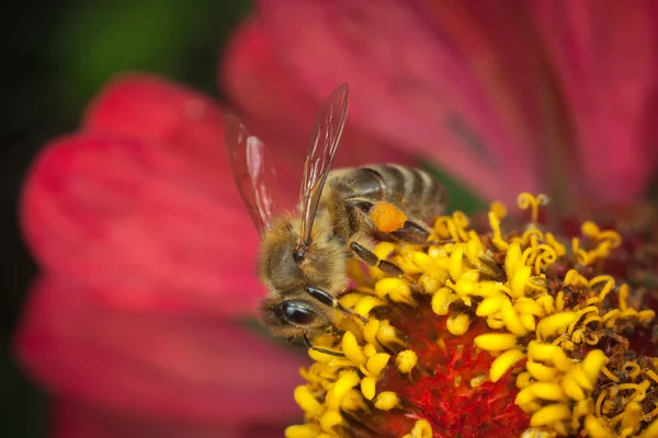 Una abeja recoge polen — Foto de Stock