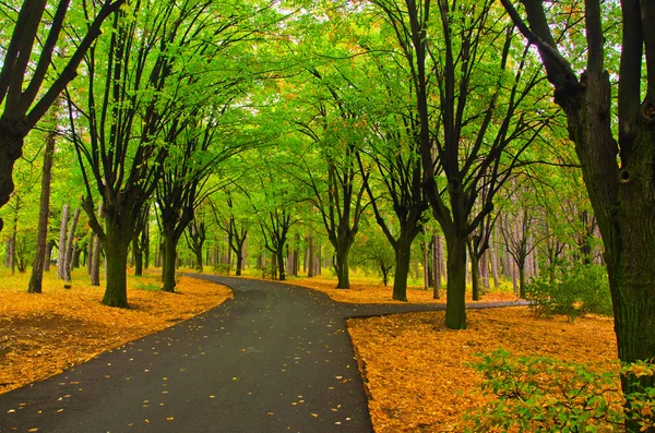 The forest — Stock Photo, Image