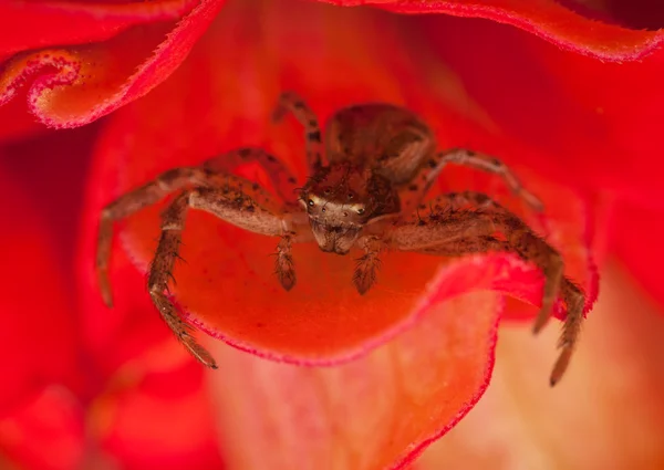 Mały pająk czeka — Zdjęcie stockowe