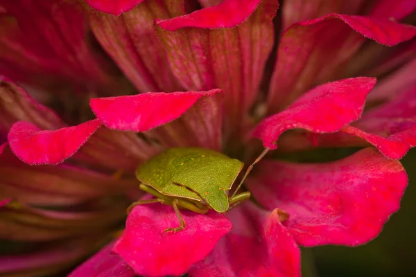 Stink bug — Stock Photo, Image