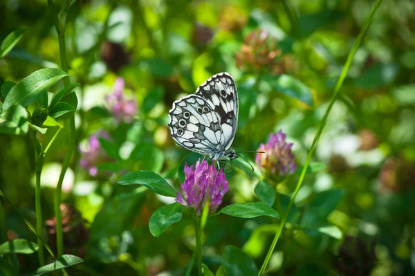 Butterfly collecting pollen — Stock Photo, Image