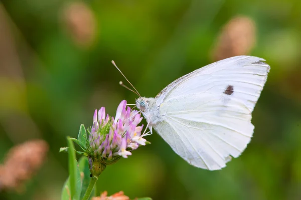 Papillon blanc ramassant le pollen — Photo