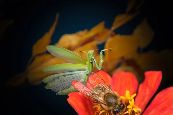 Gottesanbeterin mit Flügeln — Stockfoto