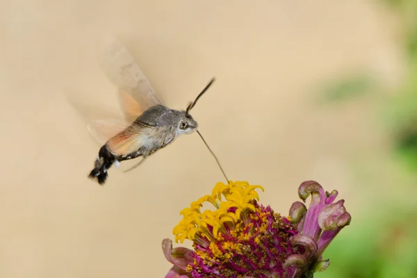 蜂鸟蝴蝶 — 图库照片