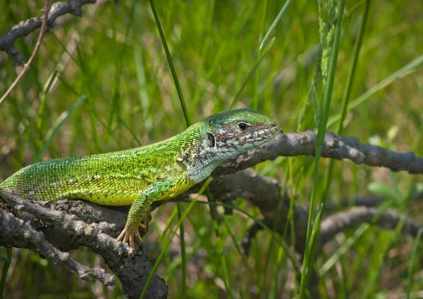 草丛中的绿色蜥蜴 — 图库照片