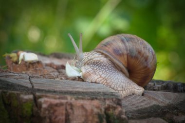 Etrafta dolaşan salyangoz