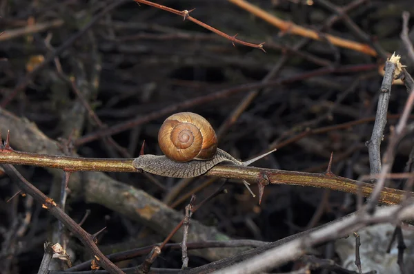 Snail walking — Stock Photo, Image