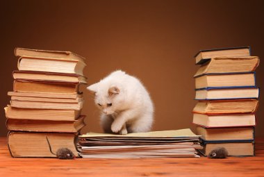 beyaz kedi peluş fare arıyorsunuz