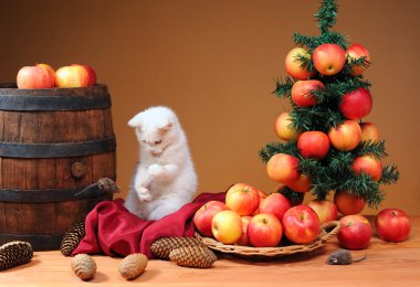 beyaz kedi oynuyor