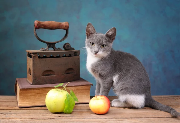 Cat posing next to an old irons — Stock Photo, Image