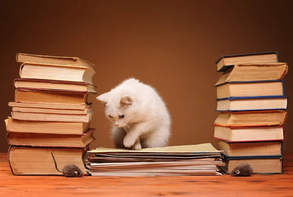 Gato branco olhando para o mouse de pelúcia — Fotografia de Stock