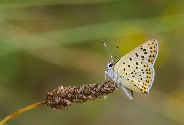 Barevný motýl odpočinku — Stock fotografie