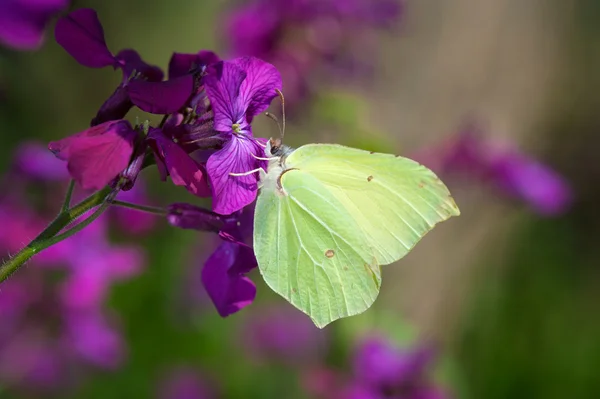 Green butterfly collecting pollen — Stock Photo, Image