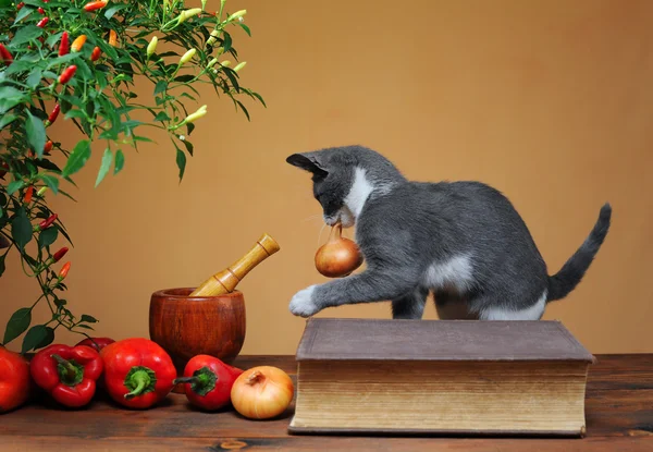 Kedi soğan ile oynanır — Stok fotoğraf