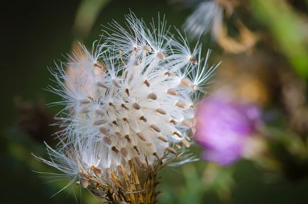 Maturely seeds of purple burdock in nature — Stock Photo, Image