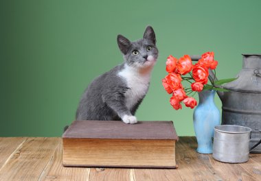 kedi poz için kitap ve çiçekler