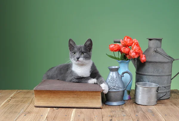 Gatto in posa per libri e fiori — Foto Stock