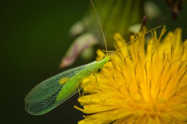 polen chrysopa carnea toplar