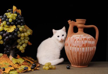 beyaz kedi poz