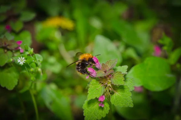 Abejorro recolectando polen de flores — Foto de Stock