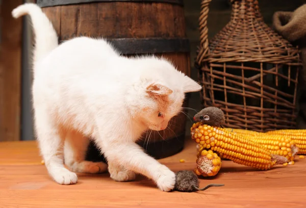 Witte kat spelen — Stockfoto