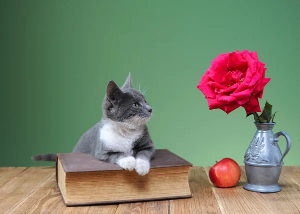Cat playing with flower roses