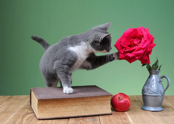 Кот играет с цветочными розами — стоковое фото