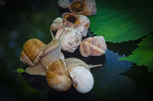 Snail in the garden to walk through the leaves — Stock Photo, Image